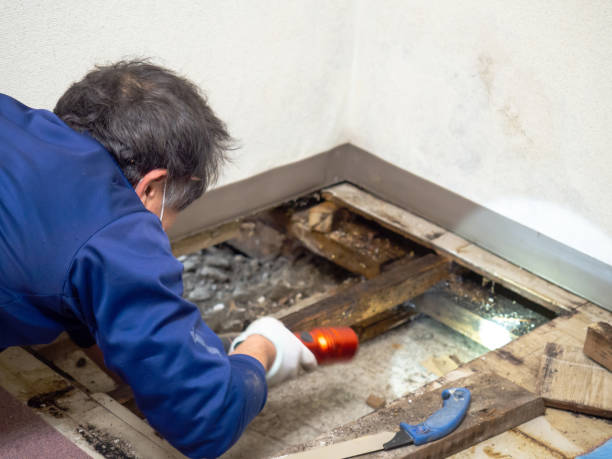 Best Bathroom Mold Remediation in Ellettsville, IN