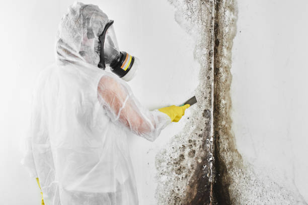 Best Residential Mold Remediation in Ellettsville, IN