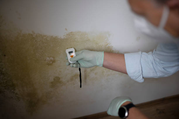 Best Insurance-Related Mold Remediation in Ellettsville, IN