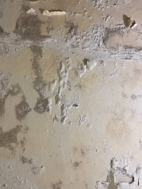Best Residential Mold Remediation in Ellettsville, IN