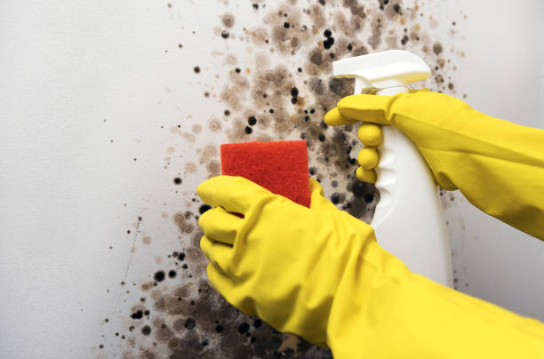 Professional Mold Remediation in Ellettsville, IN