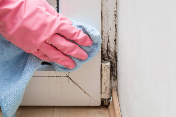 Best Emergency Mold Remediation in Ellettsville, IN